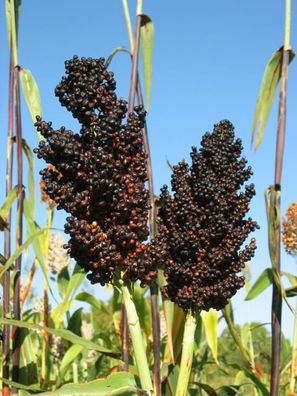 Black African Sorghum - Zuckerhirse - 100+ Samen - Besondere RARITäT! Sh 022