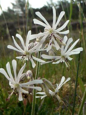 Nickendes Leimkraut - Silene nutans - Nottingham catchfly 250+ Samen E 191