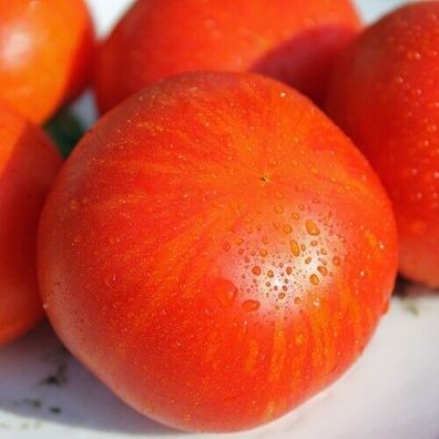 Gogo Polystranyi Tomate - Tomato 5+ Samen - Saatgut - Seeds - Gemüsesamen P 246