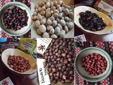 Erdnuss Paket aus 6 Sorten - Peanut Sortiment - 30+ Samen - FEINE RARITäT! V 181