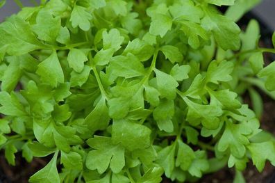 Grossblätrige Gartenkresse - Lepidium sativum - Garden Cress 250+ Samen L 072