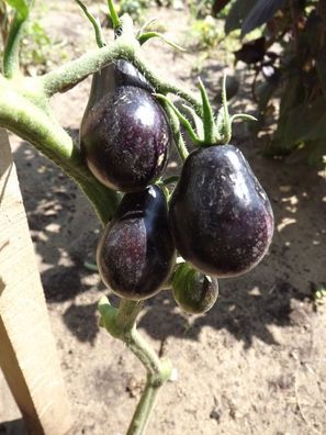 Blue Keyes Tomate - 5+ Samen - Saatgut - Seeds - Graines - birnenförmig P 024