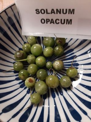 Solanum opacum - Grüne Nachtschatten aus Australien Nightshade 20+ Samen So 096