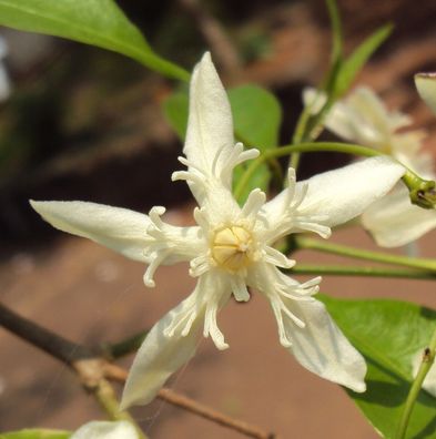 Färber - Oleander - Pala- Indigo - Pflanze Wrightia tinctoria 5+ Samen E 276