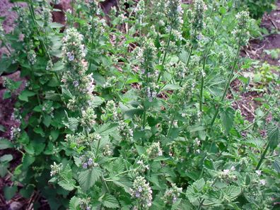 Echte Katzenminze - Nepeta cataria - 20+ Samen - DUFTIG und MEHRJäHRIG! F 008