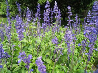 Chia - Mexikanische Salbei - Salvia hispanica - 100+ Samen - Seeds Am 033