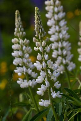 Süßlupine - Lupinus albus - 5+ Samen - Wunderschön und FEIN! H 126