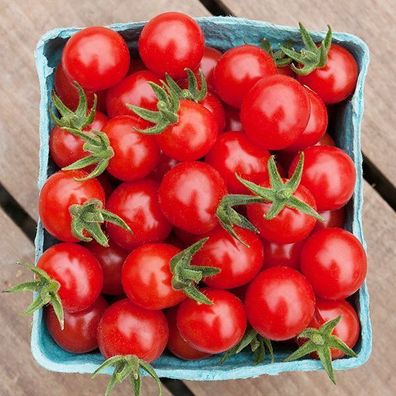 Wilder Peruanisch Tomate - 5+ Samen - Saatgut - Seltene RARITäT! P 441