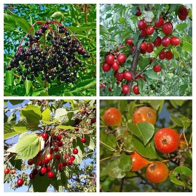 Winterhartes Wildobst 80 + Samen Seeds - Holunder Vogelkirsche Wildbirne V 106