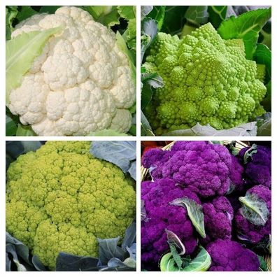 Blumenkohl PAKET Sortiment 220+ Samen - Seeds Violette Romanesco Karfiol V 108