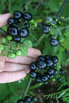 Garden Huckleberry - Solanum melanocerasum - 20 + Samen - einjährig So 032
