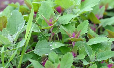 Lila Baumspinat - Chenopodium giganteum - 100+ Samen - FARBIG und FEIN! L 090