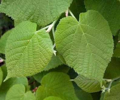 Sommerlinde - Tilia platyphyllos - Lime - Linden 25+ Samen - Saatgut Seeds W 048