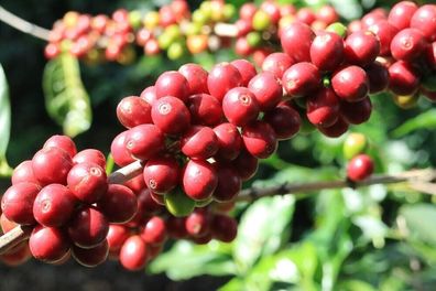 Bourbon Kaffee - Coffea arabica - Coffee - 5+ Samen - Seeds Ertragreich Gx 118