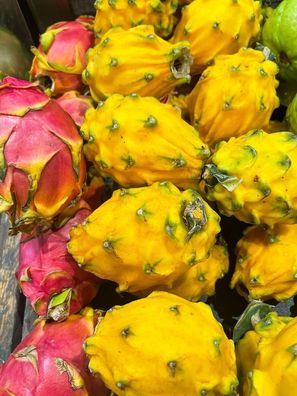 Goldene Drachenfrucht - Hylocereus megalanthus - Yellow Dragon Fruit 5+ Samen Gx 087