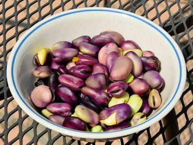 Extra Precoce a Grano Violetto Puffbohne - Fava 5+ Samen - Seeds - Graines H 074