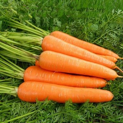 Möhre Kuroda Carrot - japanische Karotten 300+ Samen - Wärme Kältetoleranz R 138