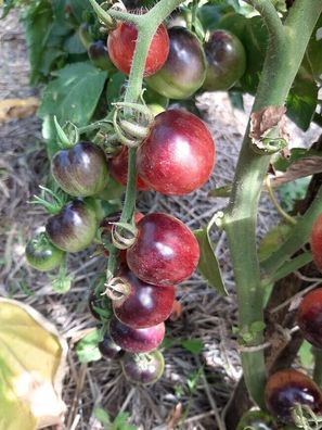 Tomate Purple Dragon 5+ Samen - Seeds- Graines - Wunderschön und FEIN! P 034