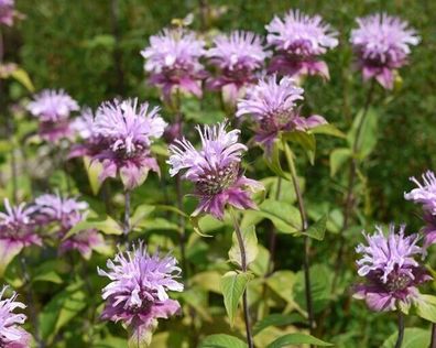 Indianernessel - Monarda bradburiana - Eastern Beebalm 10+ Samen - Seeds F 217