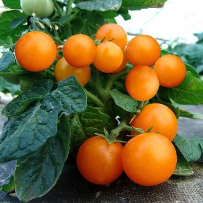 Orange Pinocchio Tomate - Pinocchio Orange Dwarf 5+ Samen - Balkontomate P 256