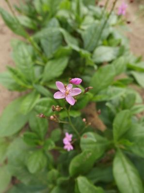 Erd-Ginseng - Talinum paniculatum - Jewels of Opar 25+ Samen - Seeds L 088