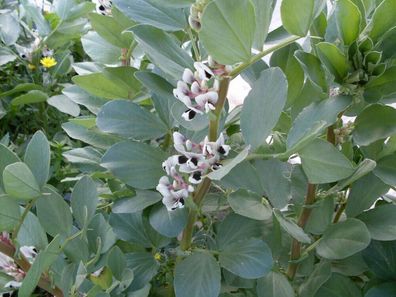 Puffbohne Dreimaal Wit - Fava Beans Vicia faba 10+ Samen - Seeds - Graines H 121