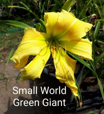 Hemerocallis ´Small World Green Giant´ Taglilie