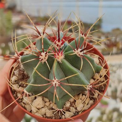 Ferocactus histrix - Zuckerkaktus - Candy cactus 5+ Samen - Seeds Gx 121