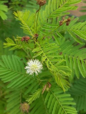 Präriemimose - Prairie Mimosa - Desmanthus illinoensis 20+ Samen - Seeds E 220