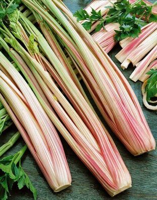 Stangensellerie Peppermint Stick - Celery 25+ Samen - Saatgut - Seeds L 185