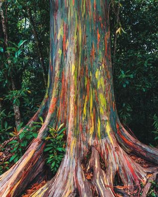 Regenbogen Eukalyptus - Eucalyptus deglupta - Rainbow Gum 25+ Samen - Seed W 099