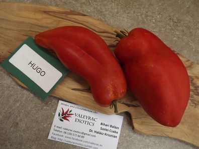 Hugo Tomate - Tomato 5+ Samen - Saatgut - Seeds - Gemüsesamen P 303