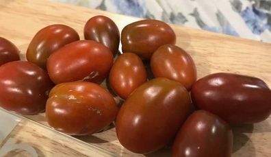 Slivka sokoladnaja Tomate - Tomato 5+ Samen - Saatgut - Seeds - Graines P 206