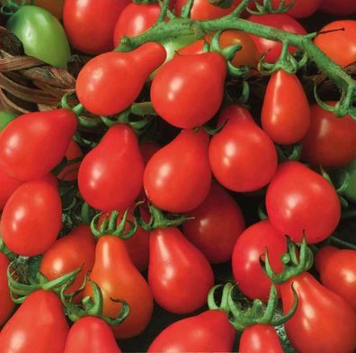 Tomate Radana Tomato 5+ Samen - Seeds - Graines - Saatgut - Stabtomate P 343