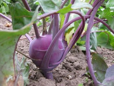 Purple Vienna Kohlrabi - 100+ Samen - Saatgut - Seeds - Graines R 070