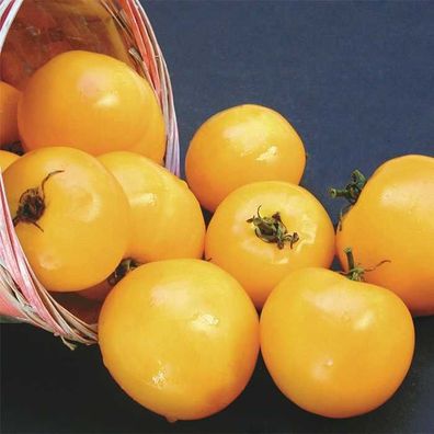 Taxi Tomate - Tomato 5+ Samen - Saatgut - Seeds - Gemüsesamen P 255
