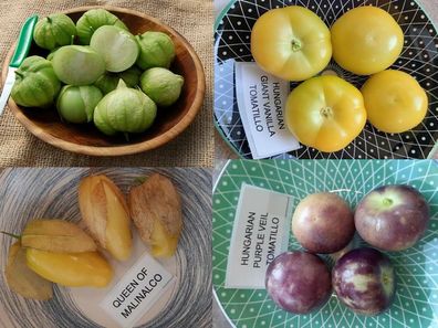 Tomatillo PAKET aus 4 Sorten - 65+ Samen - Seeds - Physalis Ground Cherry V 135