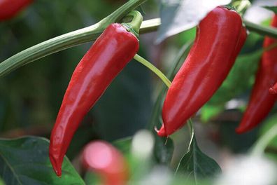 Gorria - Espelette Chili aus dem Baskenland 5+ Samen - Seeds - Graines Ch 213