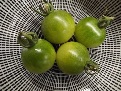 Frosted Green Doctors Tomate - Tomato 5+ Samen - Saatgut - Seeds P 334