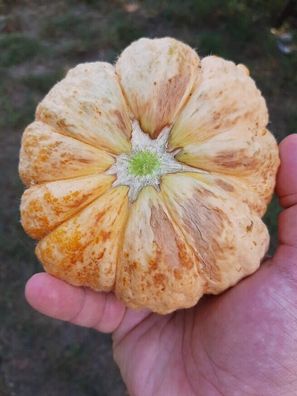 Prescott Hatif Melone Melon - Cantaloup 5+ Samen - Seeds - Graines Cm 022