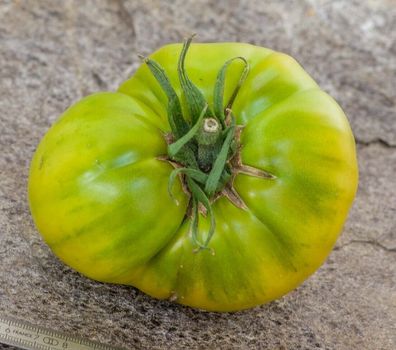Tomate Abraham Green Tomato - 5+ Samen - Seeds - Fleischtomate aus den USA P 437