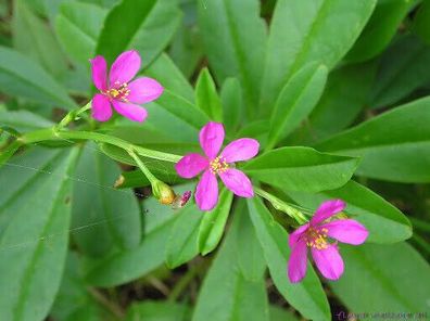 Afrikanischer Spinat - Talinum portulacifolium Spinach Nyengele 25+ Samen L 176