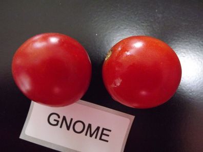 Gnom Tomate Gnome Tomaten 5+ Samen - Saatgut - Seeds - Gemüsesamen P 284