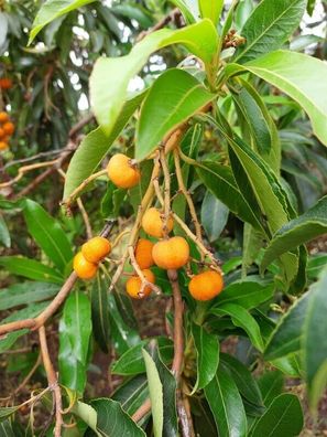 Kanarischer Erdbeerbaum - Strawberry Tree - Arbutus canariensis 5+ Samen Gx 103