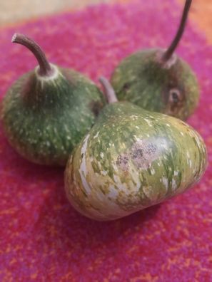 Kalebasse Mini Onion Bottle - Squash 5+ Samen - Seeds Flaschenkürbis C 062