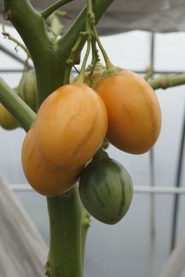 Goldene Tamarillo - Cyphomandra betacea - Yellow 5+ Samen - Seeds So 074