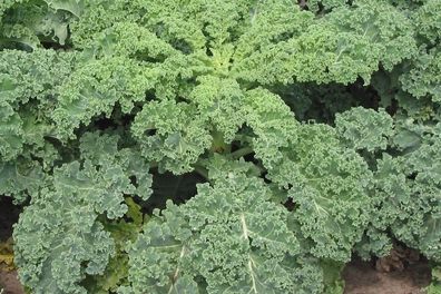 Sibirische Zwerg Grünkohl - Siberian Dwarf Kale - 25+ Samen - Seeds B 073