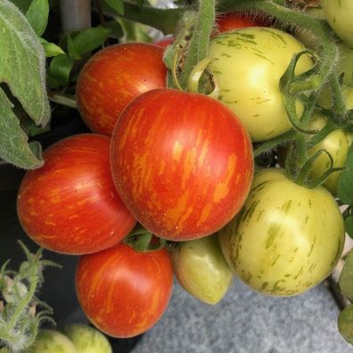 Tomate Fuzzy Wuzzy - samenfeste Zwerge Kirschtomate 5+ Samen - Seeds P 495