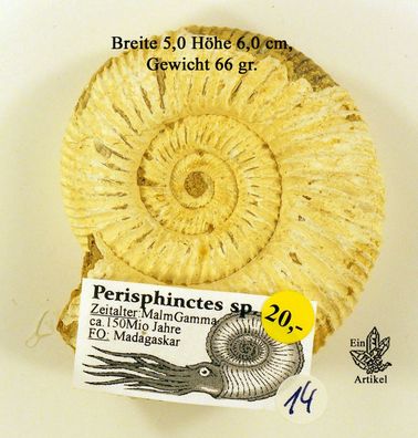 Ammonit, Peresphinctes sp. aus Madagaska, 23