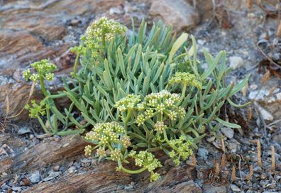 Meerfenchel - Crithmum maritimum - Sea Fennel - Rock Samphire 20+ Samen - K 014